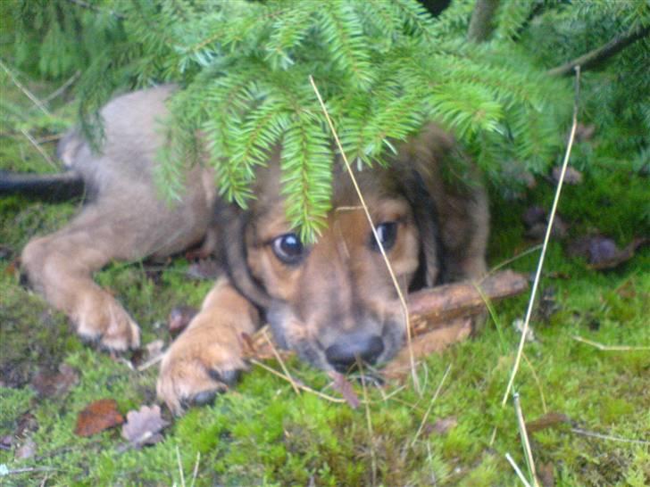 Blanding af racer Pumba - Pumba som stor hvalp  billede 4