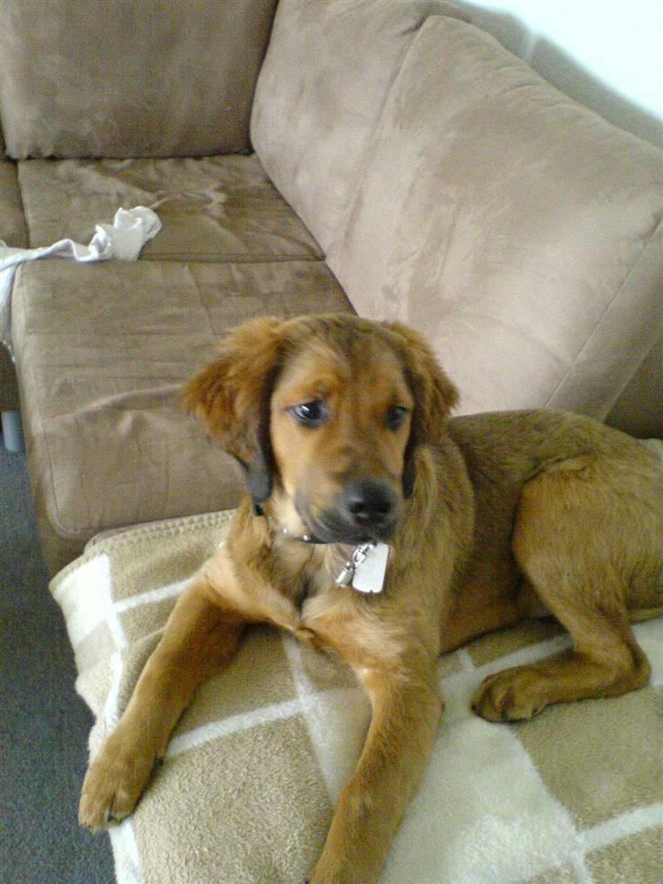 Blanding af racer Pumba - Pumba som stor hvalp billede 3