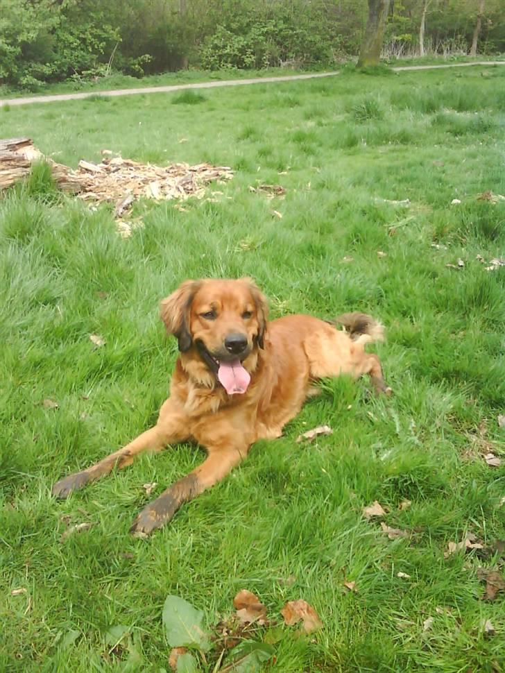 Blanding af racer Pumba billede 15