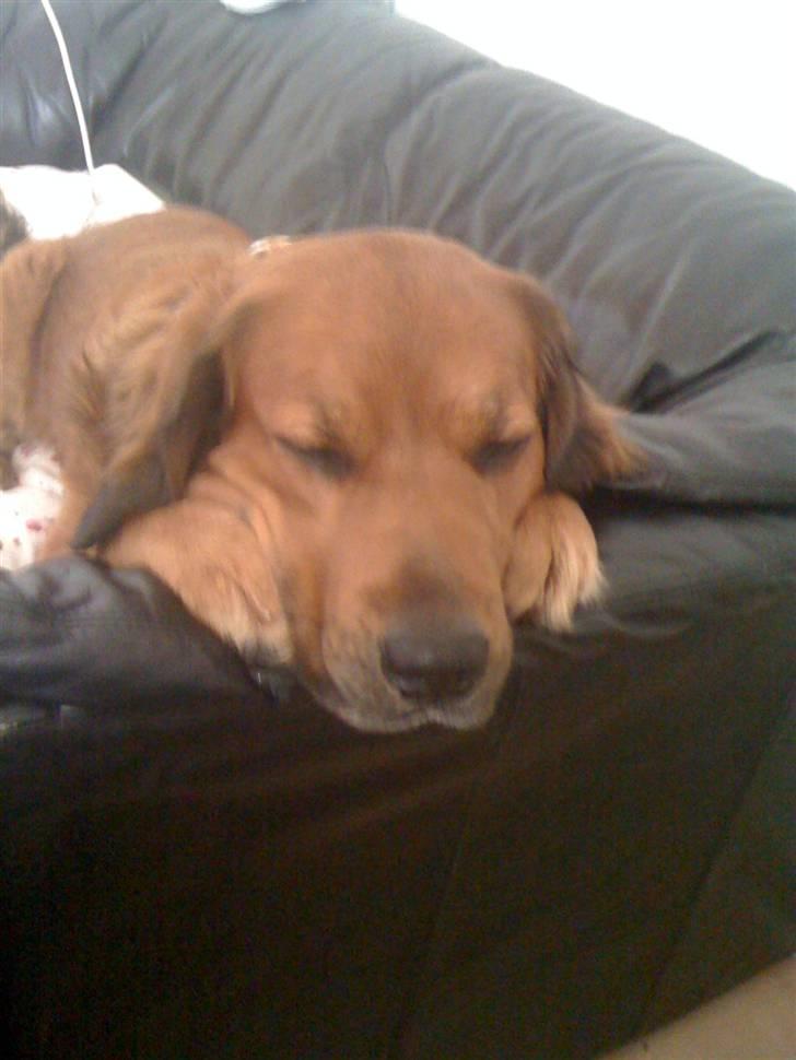 Blanding af racer Pumba billede 17