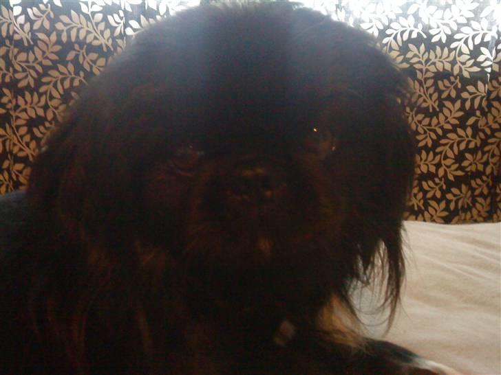 Pekingeser Hr. Gismo Thomsen billede 6