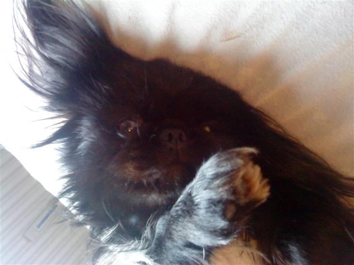 Pekingeser Hr. Gismo Thomsen - Ihh hvor er det skønt at rode rundt i mor og fars seng:-) billede 7