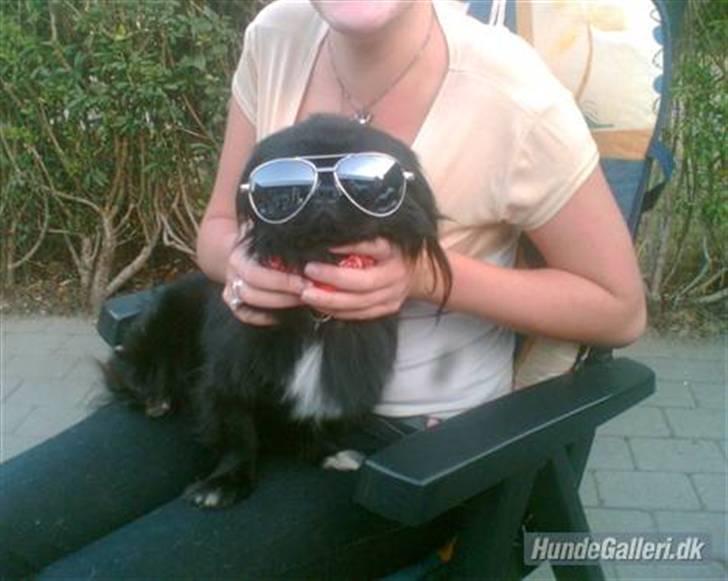 Pekingeser Hr. Gismo Thomsen - Im too sexy for myself, too sexy.. tralala billede 8