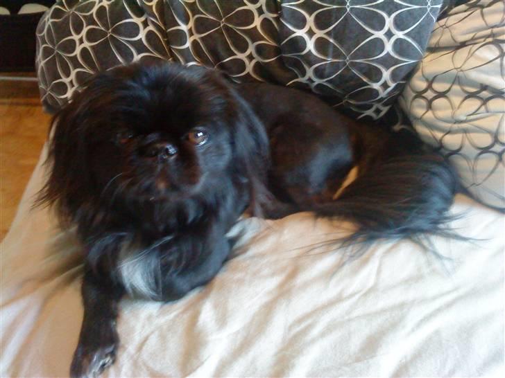 Pekingeser Hr. Gismo Thomsen billede 9