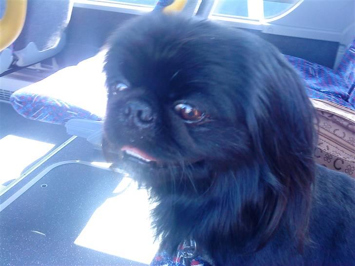 Pekingeser Hr. Gismo Thomsen - Gismo på vej til Esbjerg..  billede 10
