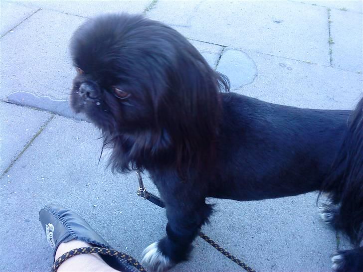 Pekingeser Hr. Gismo Thomsen - Gismo i Esbjerg. Holder lige en pause i skyggen :-) billede 11