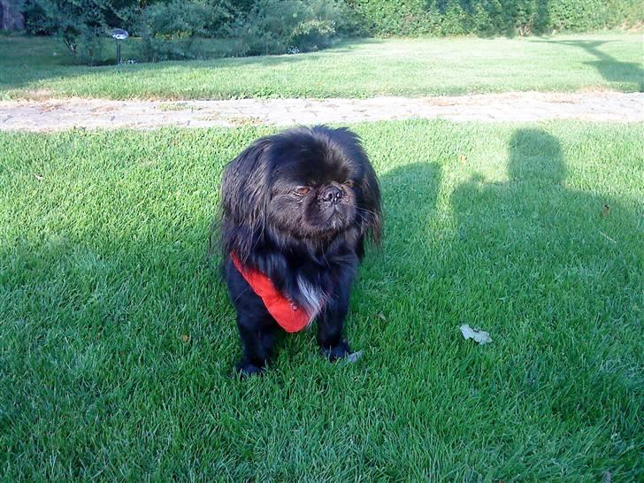Pekingeser Hr. Gismo Thomsen - Gismo kl seks om morgenen før vi sku til Sjælland.. Her er vi vidst en anelse trætte :-D billede 12