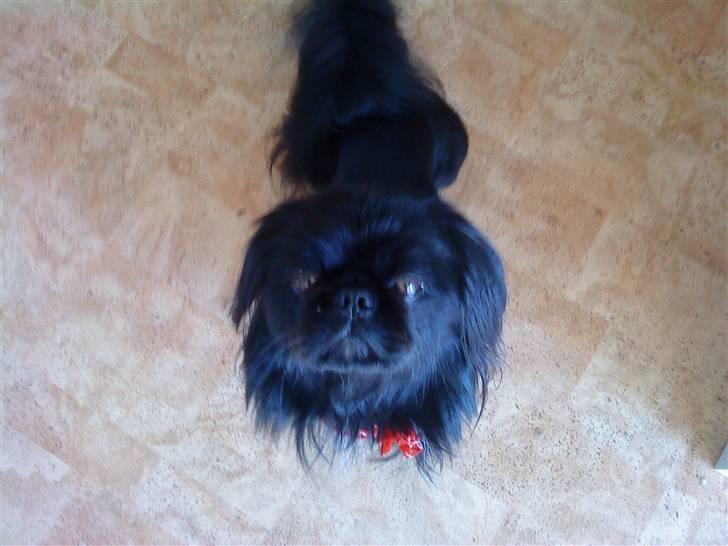 Pekingeser Hr. Gismo Thomsen - Mors dreng:-) billede 13