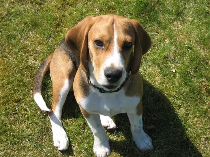 Beagle Nimbus - Nimbus - Maj 2009 billede 1