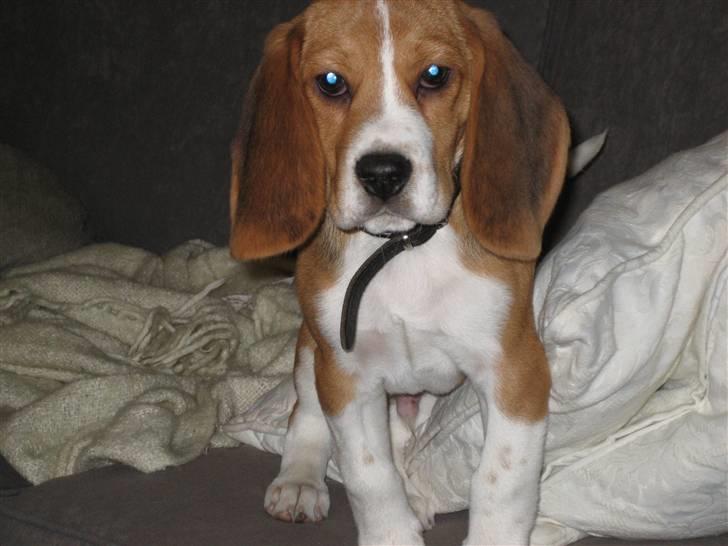 Beagle Nimbus - Nimbus - Marts 2009 billede 2