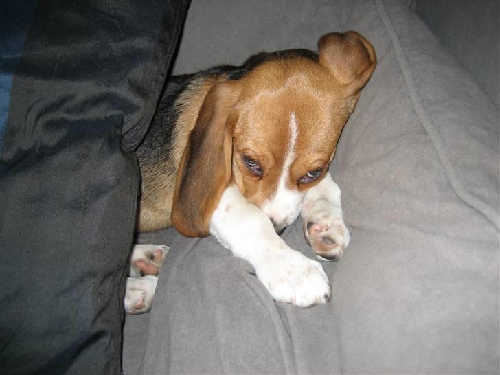 Beagle Nimbus - Selv den bedste kan jo få brug for en lur! :) billede 3