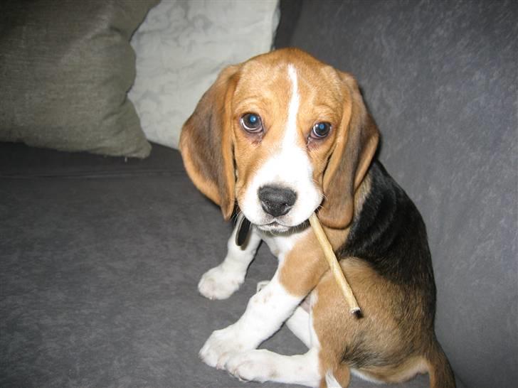 Beagle Nimbus billede 4