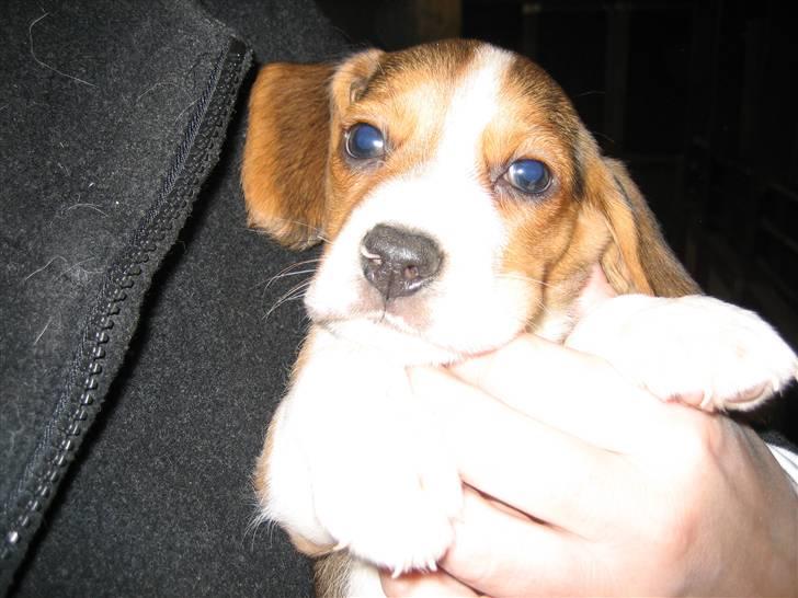 Beagle Nimbus - November 2008 - Nimbus er ca. 4 uger gammel billede 5
