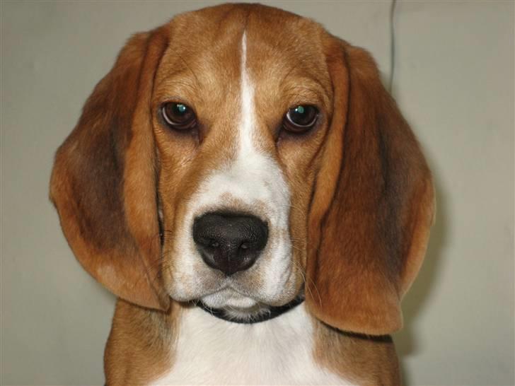 Beagle Nimbus billede 6