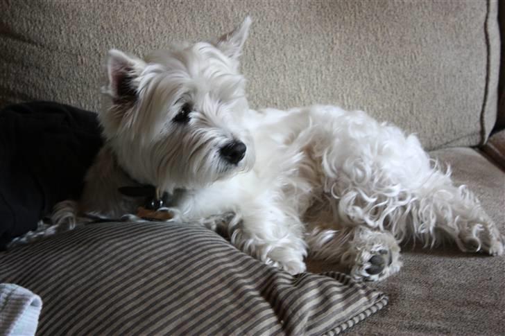 West highland white terrier Amanda - Heej, jeg hedder Amanda, hvad hedder duh ? FOTO: Maria nøhr wiuff billede 1