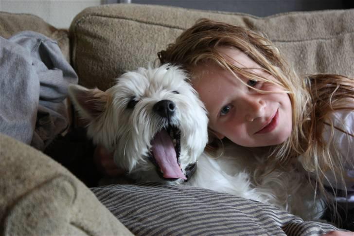 West highland white terrier Amanda - Gaaab, FOTO: Maria nøhr wiuff billede 2