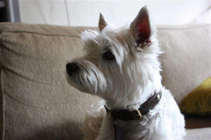 West highland white terrier Amanda - "Hvad er der ?," FOTO: Maria nøhr wiuff billede 3