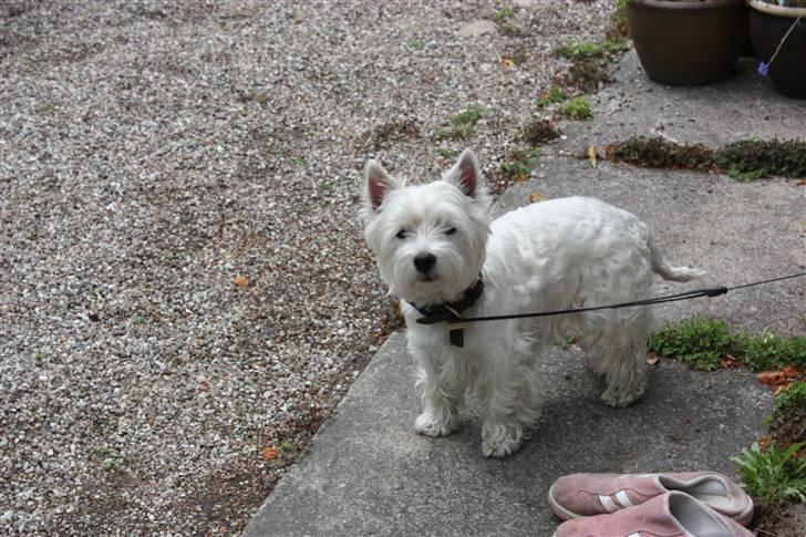 West highland white terrier Amanda - "Hey!, Du dufter af hunekiks!", FOTO: Maria nøhr wiuff billede 4