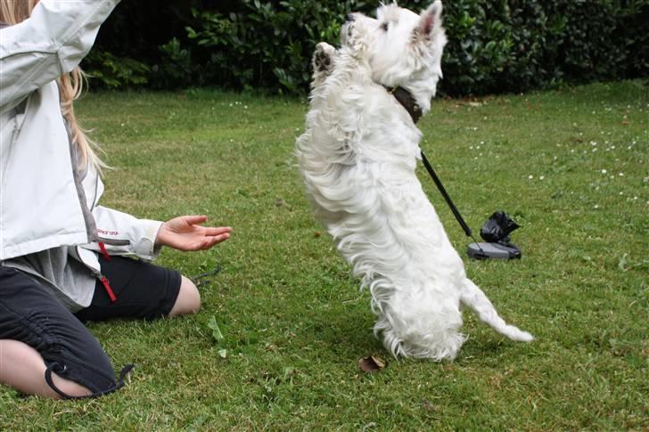 West highland white terrier Amanda - "Se hva´ jeg kaan!", FOTO: Maria nøhr wiuff billede 5