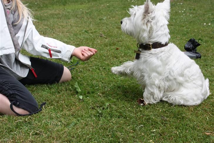 West highland white terrier Amanda - "Pænt godda!", FOTO: Maria nøhr wiuff billede 6