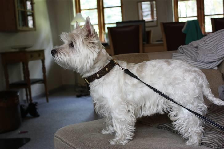 West highland white terrier Amanda - "Jeg er bare for lækker!", FOTO: Maria nøhr wiuff billede 7