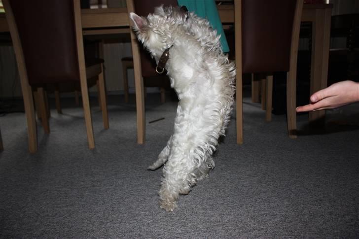West highland white terrier Amanda - "Triicks!", FOTO: Maria nøhr wiuff billede 8