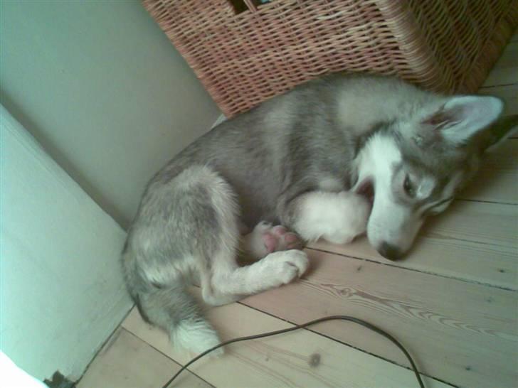 Alaskan malamute Snusen - Halvstor og fræk Snusen. billede 6