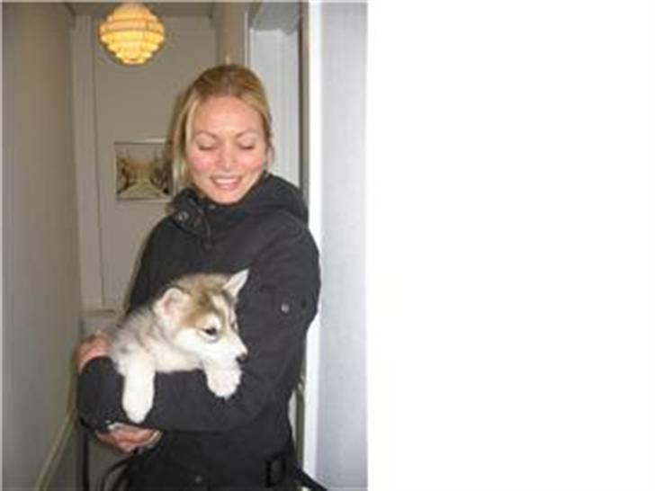 Alaskan malamute Snusen billede 7