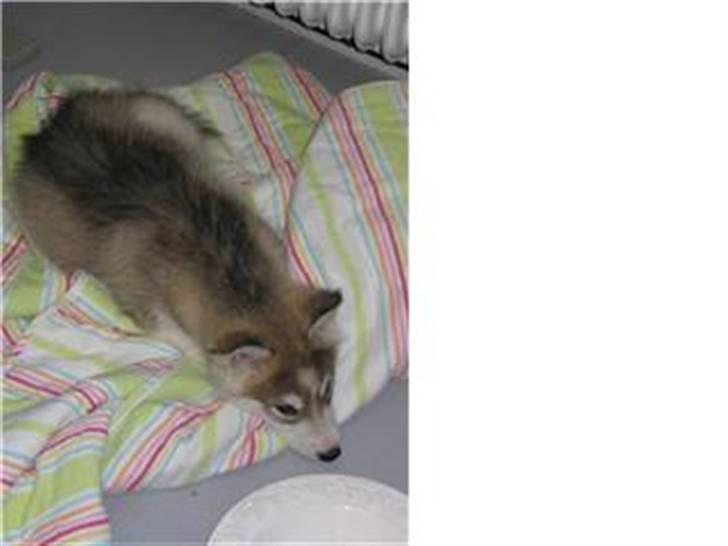 Alaskan malamute Snusen billede 8