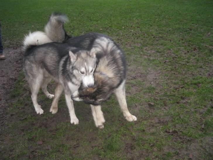 Alaskan malamute Snusen - Snusen med sin bedste legekammerat Balou. billede 9