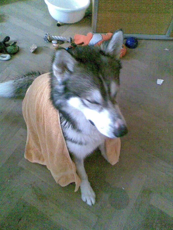 Alaskan malamute Snusen - Har lige været i bad og spredt legetøj udover gulvet. billede 10