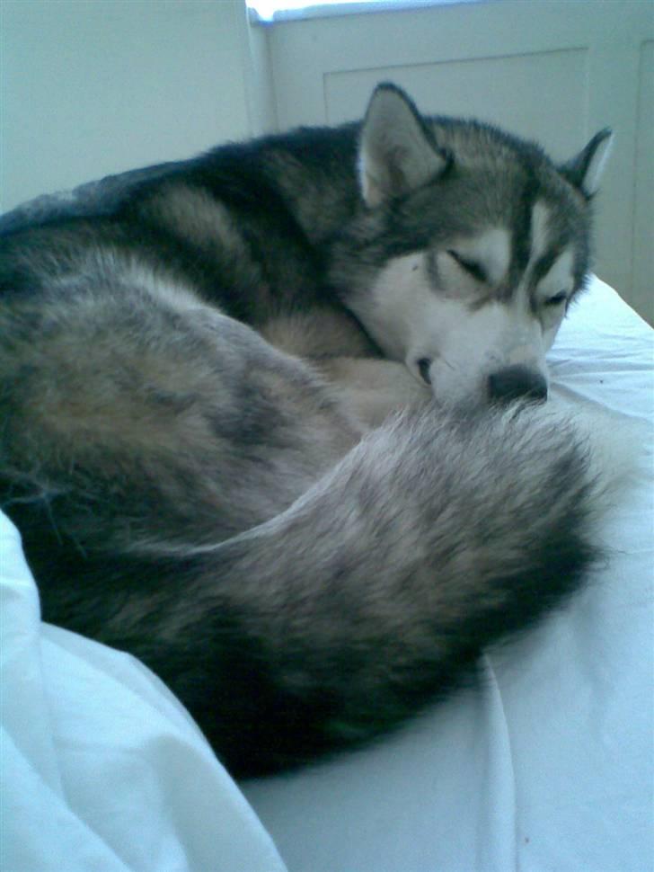 Alaskan malamute Snusen billede 11