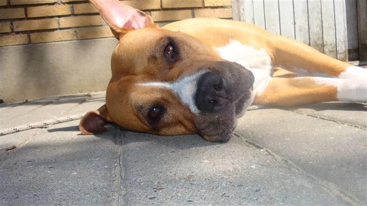 Amerikansk staffordshire terrier lissa r.i.p billede 11