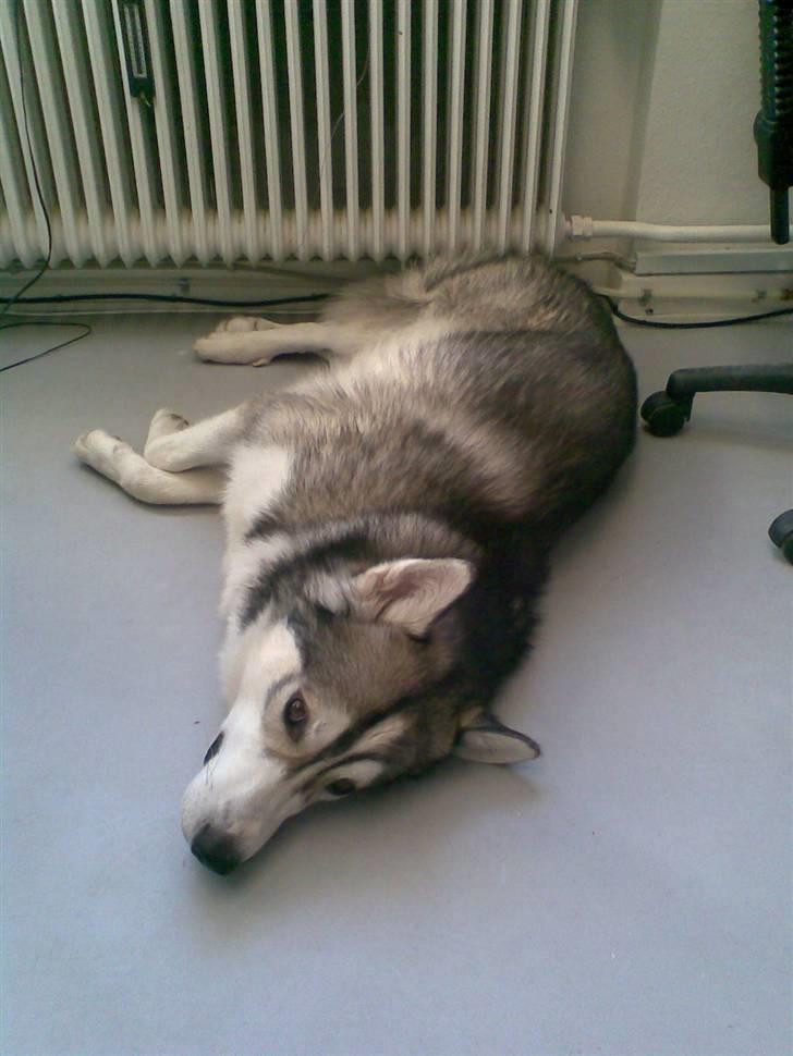 Alaskan malamute Snusen billede 12