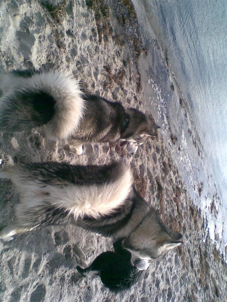 Alaskan malamute Snusen billede 13