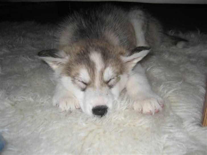 Alaskan malamute Snusen - Første dag med lille Snusen. billede 14