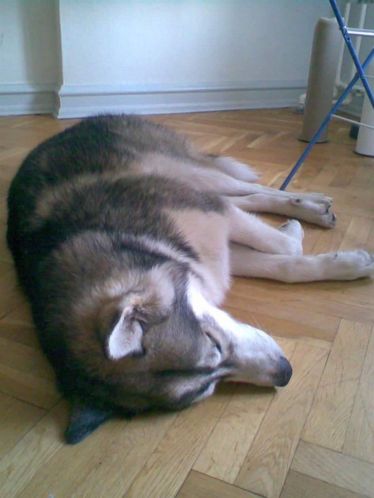 Alaskan malamute Snusen billede 15