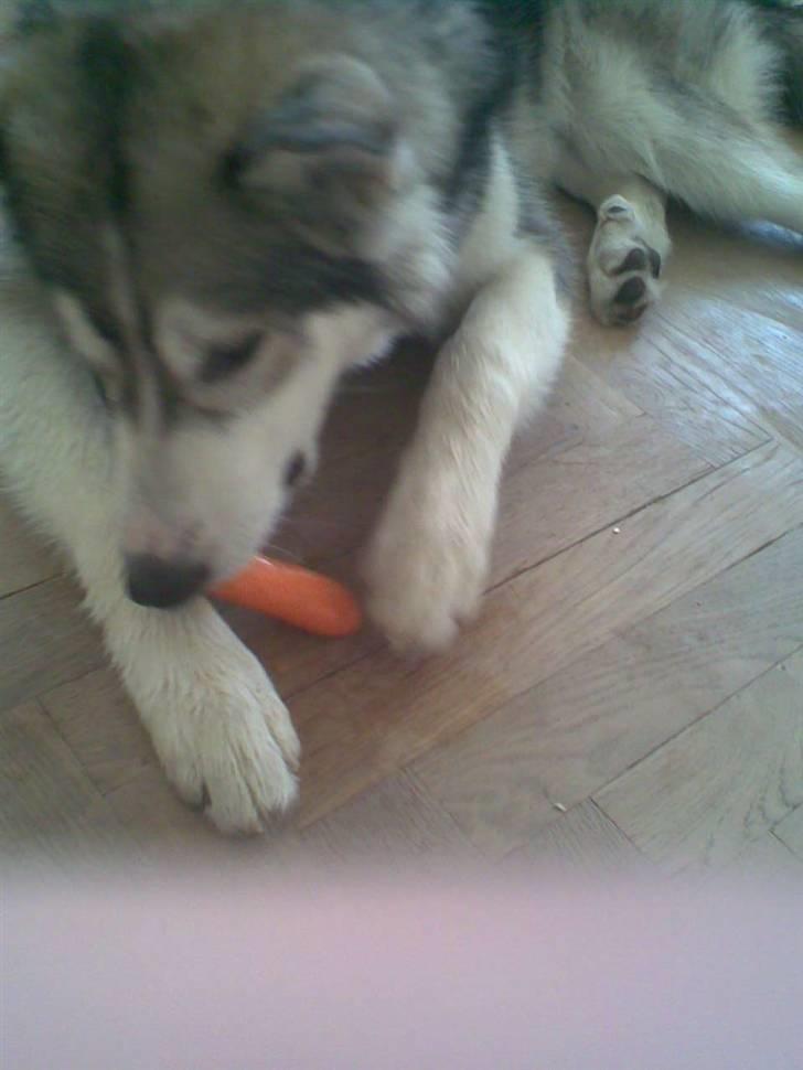 Alaskan malamute Snusen billede 16