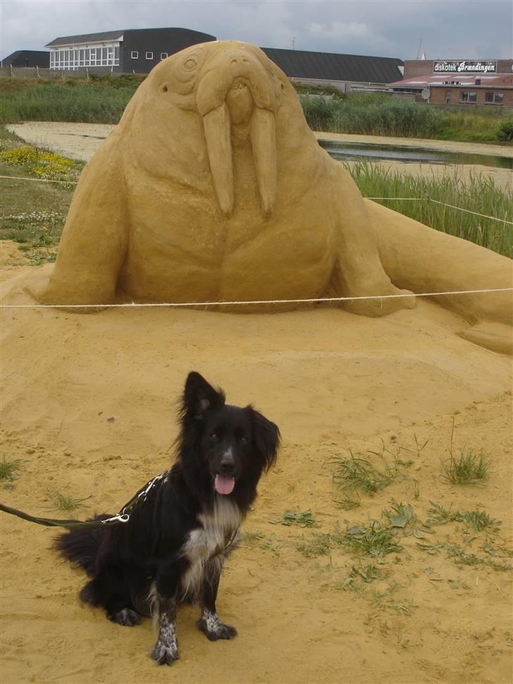 Blanding af racer Lunte billede 14