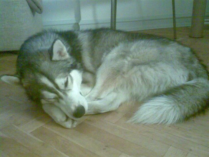 Alaskan malamute Snusen billede 17