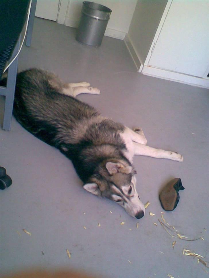 Alaskan malamute Snusen billede 18