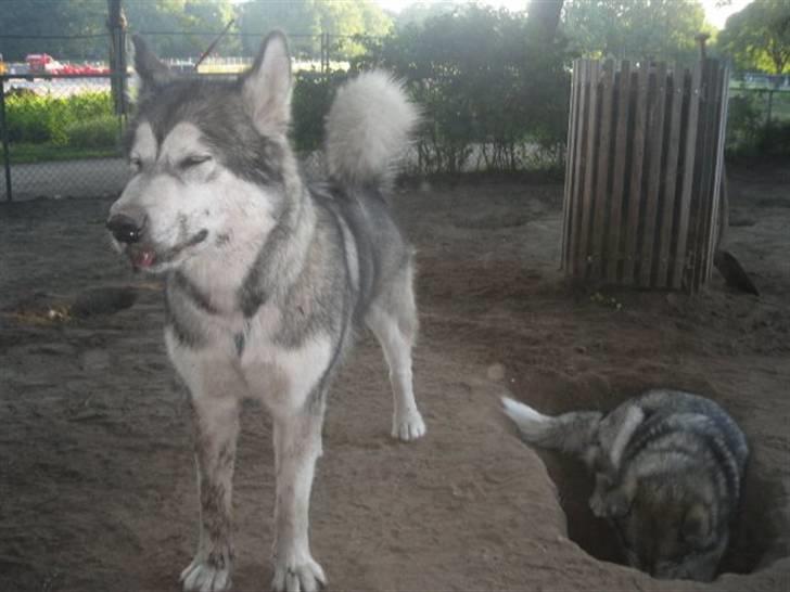 Alaskan malamute Snusen - Snusen er i hullet og Balou er møg beskidt! billede 19