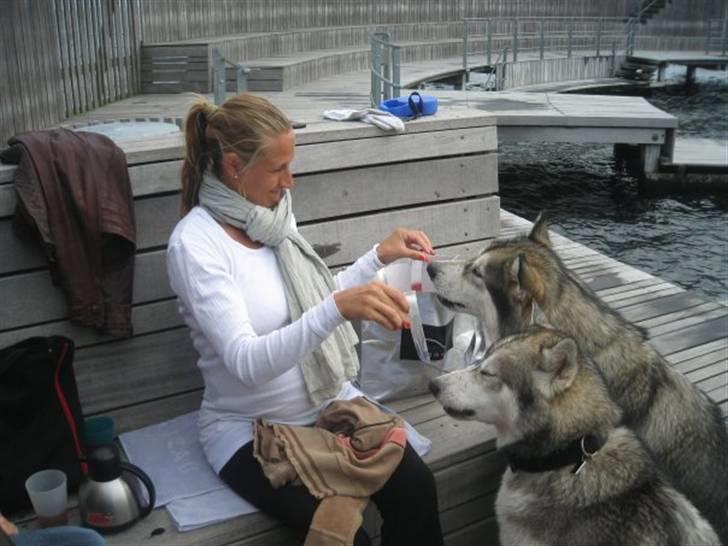 Alaskan malamute Snusen - Snusen og Balou får godbidder. billede 20