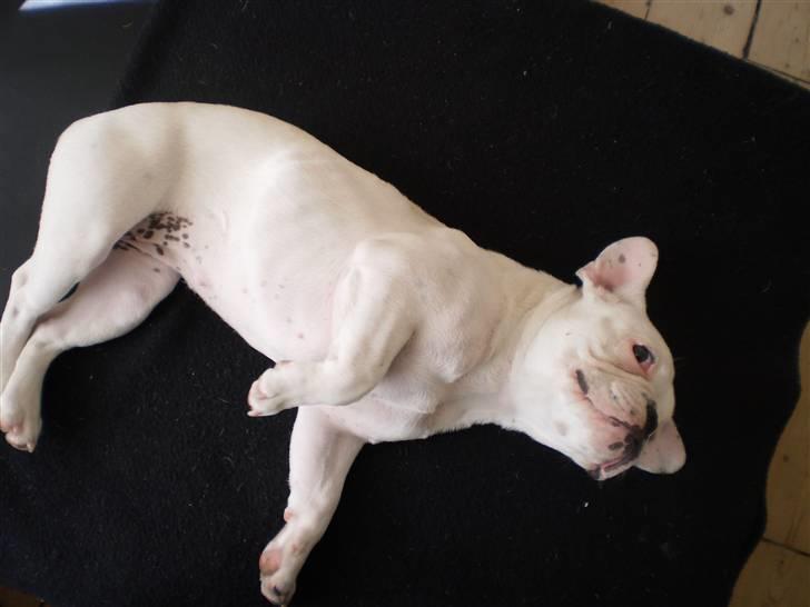 Fransk bulldog Abbey billede 19