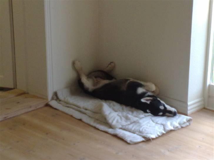 Alaskan malamute Sika billede 1