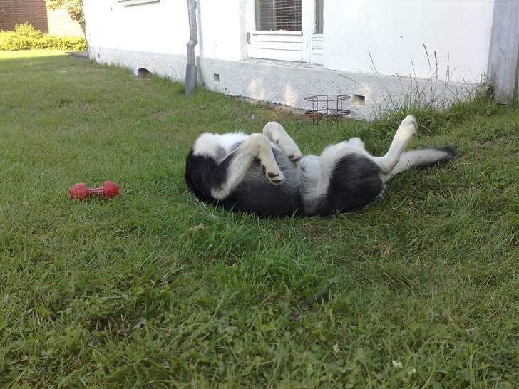 Alaskan malamute Sika billede 2