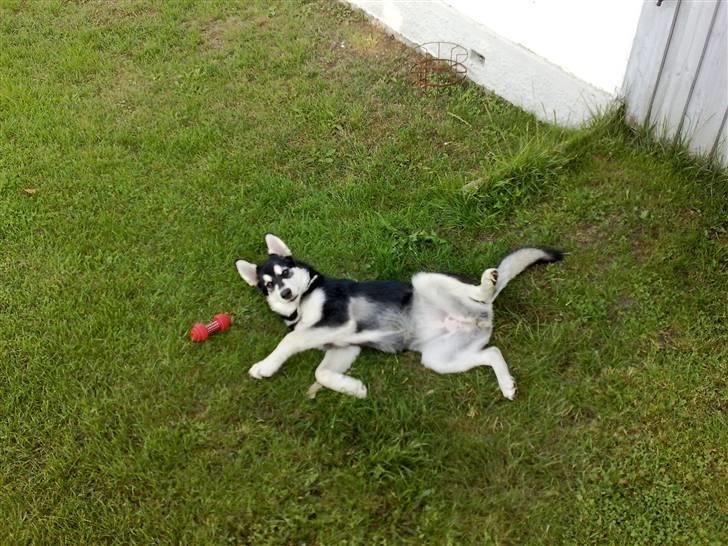 Alaskan malamute Sika billede 3