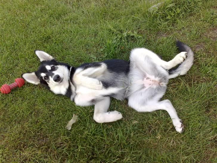 Alaskan malamute Sika billede 4