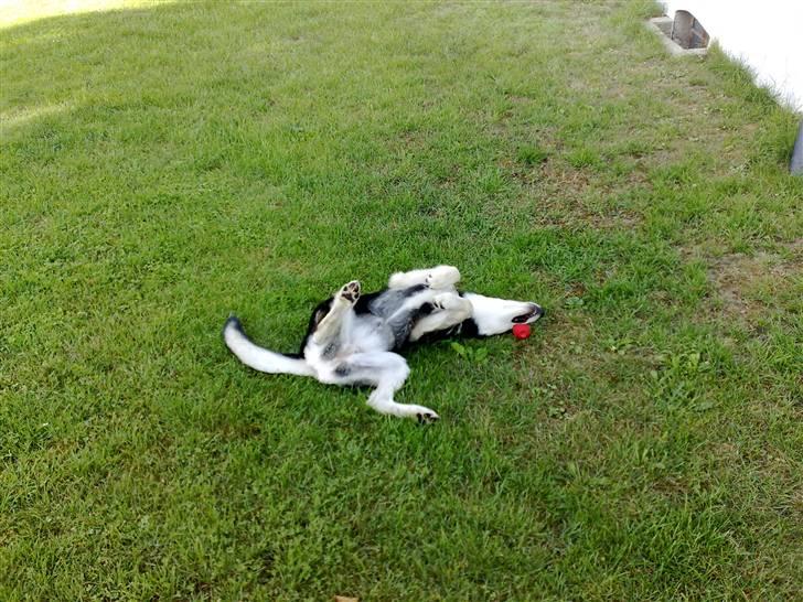 Alaskan malamute Sika billede 5