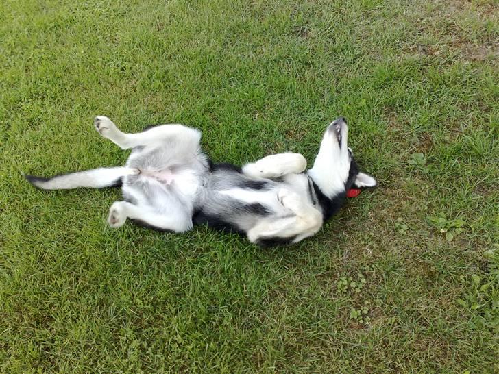 Alaskan malamute Sika billede 6